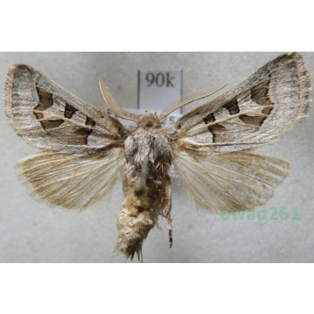 Episema glaucina (Esper, 1789) male France90k